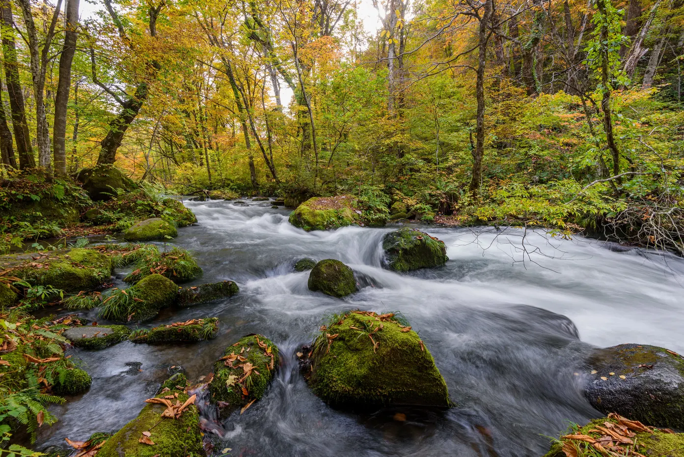 Rivière serpentant entre des rochers couverts de mousse dans une forêt aux feuillages d’automne.