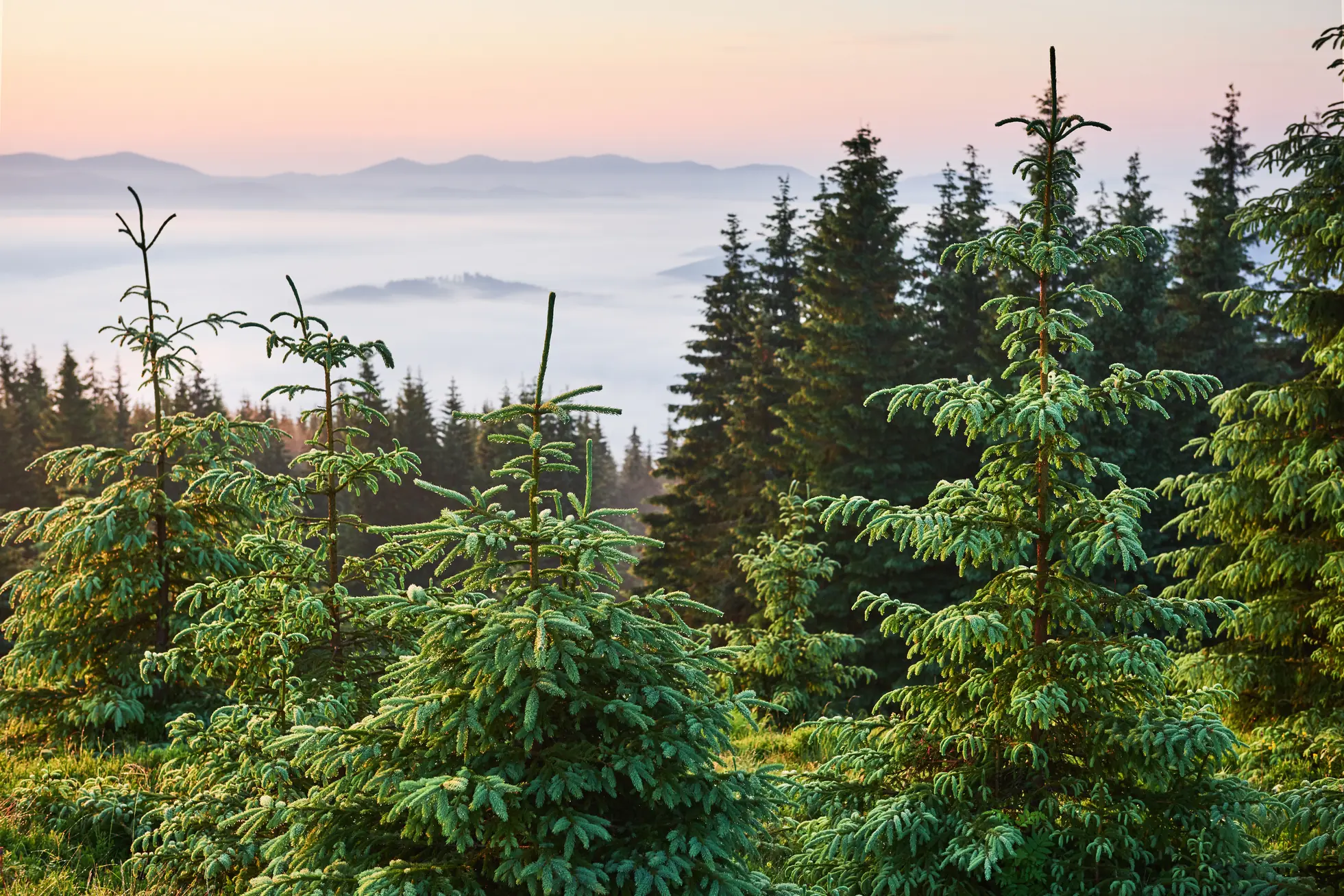 Jeunes sapins sur une crête de montagne dominant une mer de nuages au lever du jour.